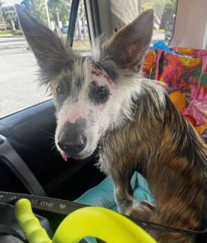 Terrier Dogs Available for Adoption in West Palm Beach, Florida - Frankie | PetCurious