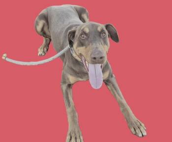 Doberman Pinscher Dogs Available for Adoption - DET. ESPOSITO | PetCurious