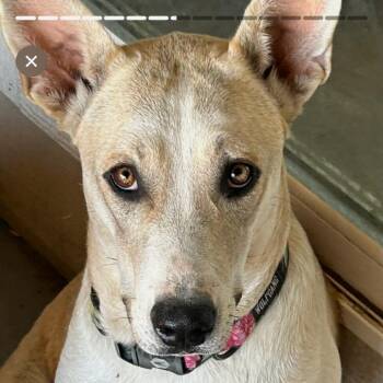 Link -  Shepherd and Bull Terrier Dog for Adoption in Cashmere, Washington - Link | PetCurious