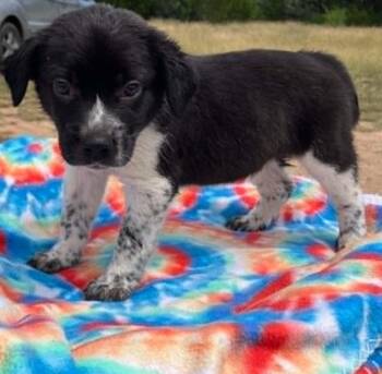 Okra -  Cattle Dog Dog Available for Adoption in Temple, Texas - Okra | PetCurious