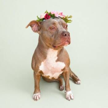 Bailey-Sue -  Pit Bull Terrier Dog for Adoption in Martinez, California - Bailey-Sue | PetCurious