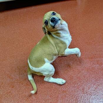Dusty -  Rat Terrier and Beagle Dog for Adoption in Accident, Maryland - Dusty | PetCurious