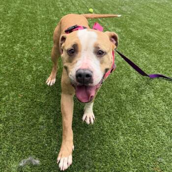 Daisy -  American Bulldog Dog for Adoption in Troy, Virginia - Daisy | PetCurious