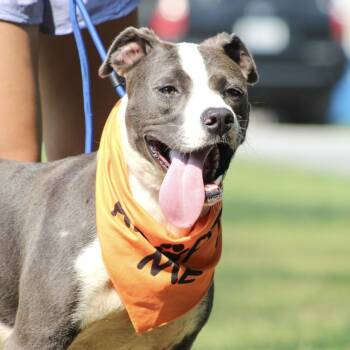 Ross -  Pit Bull Terrier Dog for Adoption in Columbia, South Carolina - Ross | PetCurious