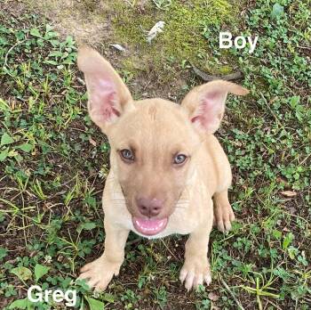 Greg -  Black Mouth Cur and Labrador Retriever Dog for Adoption in Glocester, Rhode Island - Greg | PetCurious