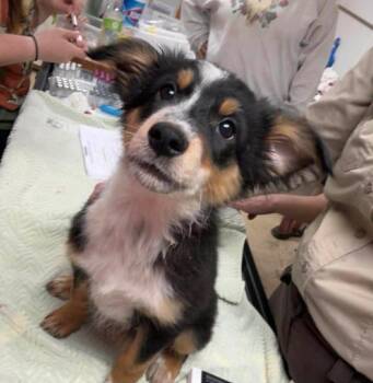 Australian Shepherd and Australian Cattle Dog Blue Heeler Dogs Available for Adoption in West Peoria, Illinois - Warok | PetCurious