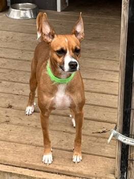 Rescue Chihuahua and Basenji Dogs for Adoption in Riverside, Iowa - Penny | PetCurious
