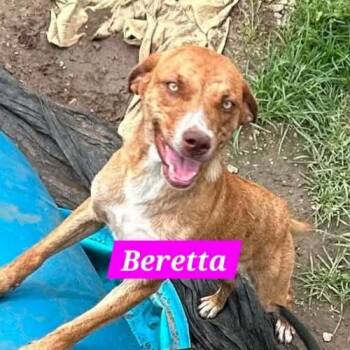 Beretta -  Hound Dog Available for Adoption in Madill, Oklahoma - Beretta | PetCurious