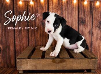 Sophie (Gatsbys litter) -  American Staffordshire Terrier and Staffordshire Bull Terrier Dog for Adoption in Holly Springs, North Carolina - Sophie (Gatsbys Litter) | PetCurious