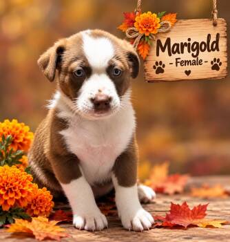 Pumpkin Patch Pups : Marigold -  Australian Shepherd Dog for Adoption in Aurora, Indiana - Pumpkin Patch Pups : Marigold | PetCurious