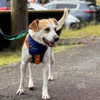 Biggie -  Cattle Dog and Mixed Breed Dog for Adoption in Newberg, Oregon - Biggie | PetCurious