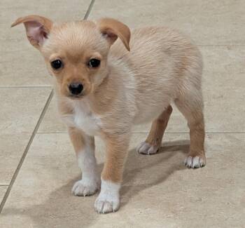 Chihuahua Dogs Available for Adoption in Albuquerque, New Mexico - Panko | PetCurious
