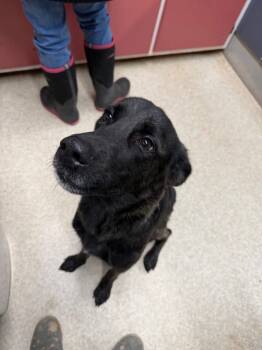 Rescue Black Labrador Retriever and German Shepherd Dog Dogs for Adoption in Virginia, Minnesota - Shady | PetCurious