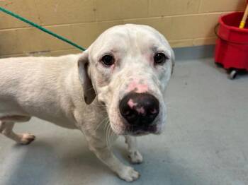 Pit Bull Terrier and Mixed Breed Dogs Available for Adoption in Tulsa, Oklahoma - HENERY | PetCurious