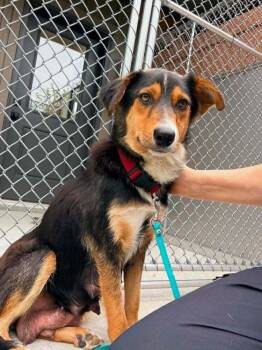 Shepherd Dogs Available for Adoption in New Albany, Ohio - Margaret Thatcher (Historical Icons) | PetCurious
