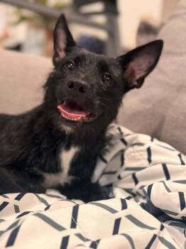 Terrier Dogs Available for Adoption - Cali  Available Soon | PetCurious