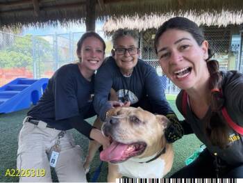 Mixed Breed Dogs Available for Adoption - TIZIO | PetCurious