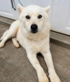 Dog -  Siberian Husky Dog for Adoption in Johns Creek, Georgia - Dog | PetCurious