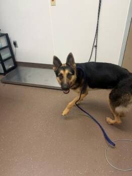 Lizzie -  German Shepherd Dog and Mixed Breed Dog for Adoption in South Bend, Indiana - Lizzie | PetCurious