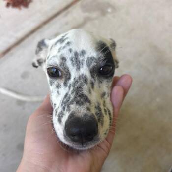 Phoebe -  Mixed Breed Dog for Adoption in Lake Jackson, Texas - Phoebe | PetCurious