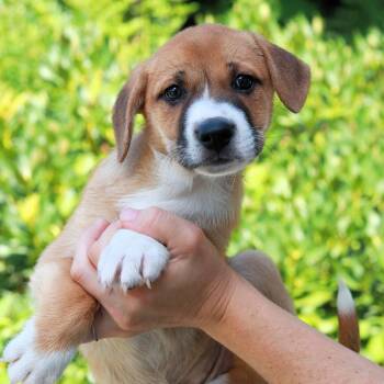 CT Sear avail Aug 15 (Tractor Supply- Putnam, CT) -  Australian Shepherd and Mixed Breed Dog for Adoption in Eastford, Connecticut - CT Sear Avail Aug 15 (Tractor Supply- Putnam, CT) | PetCurious