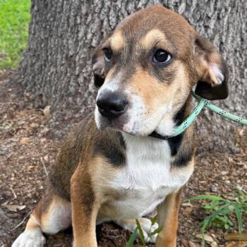 TALLULAH -  Labrador Retriever and Mixed Breed Dog for Adoption in Waterford, New Jersey - TALLULAH | PetCurious