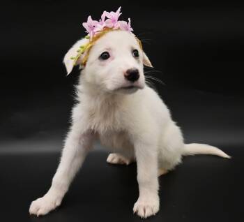 Great Pyrenees Dogs Available for Adoption in Mobile, Alabama - Sand Dollar. (Fluffy And Friendly) | PetCurious