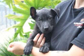 Brussel Sprout -  Mixed Breed Dog for Adoption in Brunswick, Georgia - Brussel Sprout | PetCurious