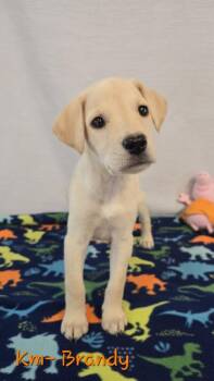 KM Brandy -  Labradoodle and Husky Dog for Adoption in Warrenton, Missouri - KM Brandy | PetCurious