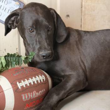 Black Labrador Retriever and Great Dane Dogs Available for Adoption - Dudley | PetCurious