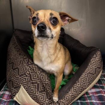 Chihuahua Dogs Available for Adoption in Redwood Falls, Minnesota - Pumpkin | PetCurious