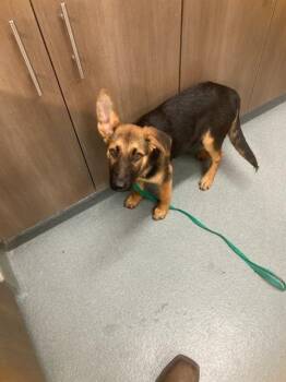 CHICA -  German Shepherd Dog and Mixed Breed Dog Available for Adoption in Baytown, Texas - CHICA | PetCurious