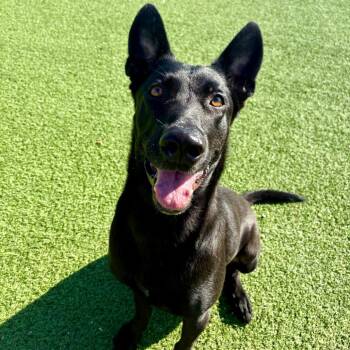Rocco 5877 -  Belgian Shepherd Malinois Dog for Adoption in Loxahatchee Groves, Florida - Rocco 5877 | PetCurious