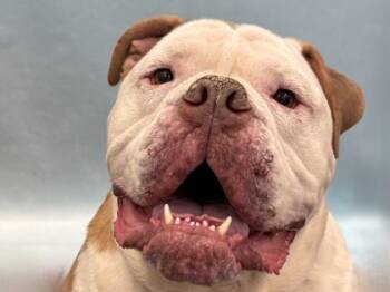 Rescue English Bulldog and Mixed Breed Dogs for Adoption in Golden Valley, Minnesota - Marlo | PetCurious