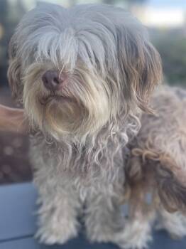 Rescue Maltese and Yorkshire Terrier Dogs for Adoption in Ontario, California - OLIVE | PetCurious