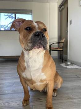 Pit Bull Terrier Dogs Available for Adoption in South Bend, Indiana - Peppa | PetCurious
