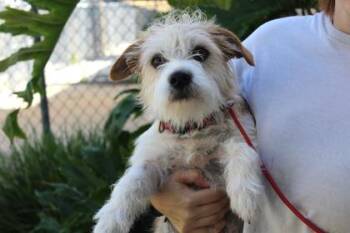 Terrier and Mixed Breed Dogs Available for Adoption in Brunswick, Georgia - Jamie Marie | PetCurious
