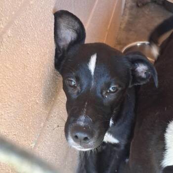 Chey -  Labrador Retriever and Pit Bull Terrier Dog for Adoption in Gautier, Mississippi - Chey | PetCurious