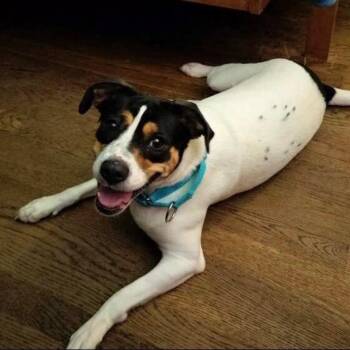 Jack Russell Terrier Dogs Available for Adoption in West Point, Mississippi - Classy | PetCurious