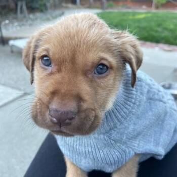 Gnocchi (Pasta litter) -  Great Pyrenees Dog for Adoption in Woodside, California - Gnocchi (Pasta Litter) | PetCurious