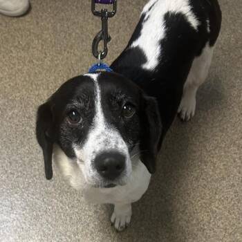 Addie -  Basset Hound and Mixed Breed Dog for Adoption in Knoxville, Tennessee - Addie | PetCurious
