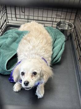 Chihuahua and Mixed Breed Dogs Available for Adoption in Las Vegas, Nevada - MERLE | PetCurious