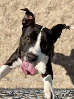 Pit Bull Terrier and Mixed Breed Dogs Available for Adoption in New Orleans, Louisiana - Brix | PetCurious