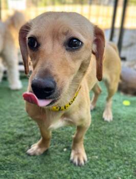 Tissot -  Dachshund and Chihuahua Dog for Adoption in Ramona, California - Tissot | PetCurious