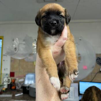 Rescue Pit Bull Terrier Dogs for Adoption in Eureka Springs, Arkansas - Jolly | PetCurious