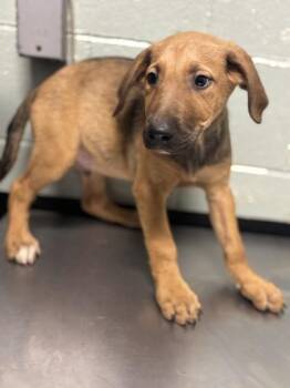 Mr. Green -  German Shepherd Dog Dog for Adoption in Red Bluff, California - Mr. Green | PetCurious