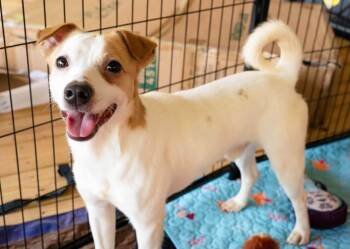 George Jetson -  Terrier Dog for Adoption in Milton, Georgia - George Jetson | PetCurious