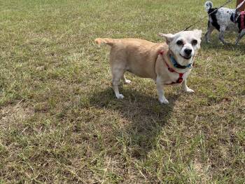 Venus -  Chihuahua and Dachshund Dog for Adoption in Perry, Georgia - Venus | PetCurious