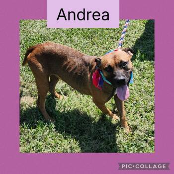 Rescue Mixed Breed Dogs for Adoption in New Iberia, Louisiana - Andrea | PetCurious