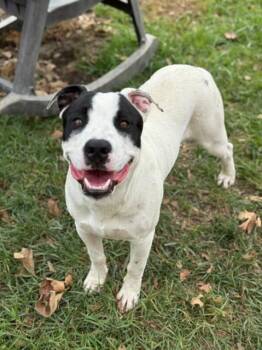 Rescue Pit Bull Terrier Dogs for Adoption in Riverside, California - WITHERS | PetCurious